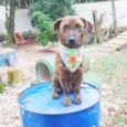 Alf
