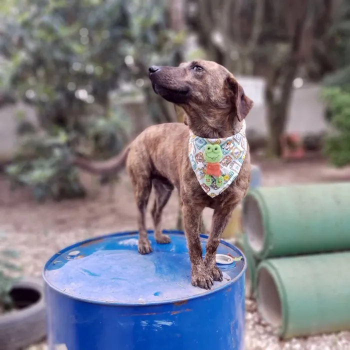 Cachorro ra a SRD-ViraLata idade 1 ano nome Alf