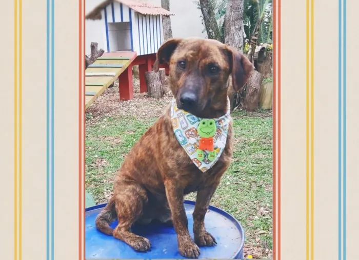 Cachorro ra a SRD-ViraLata idade 1 ano nome Alf