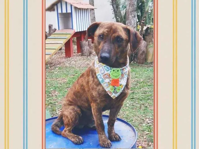 Cachorro ra a SRD-ViraLata idade 1 ano nome Alf