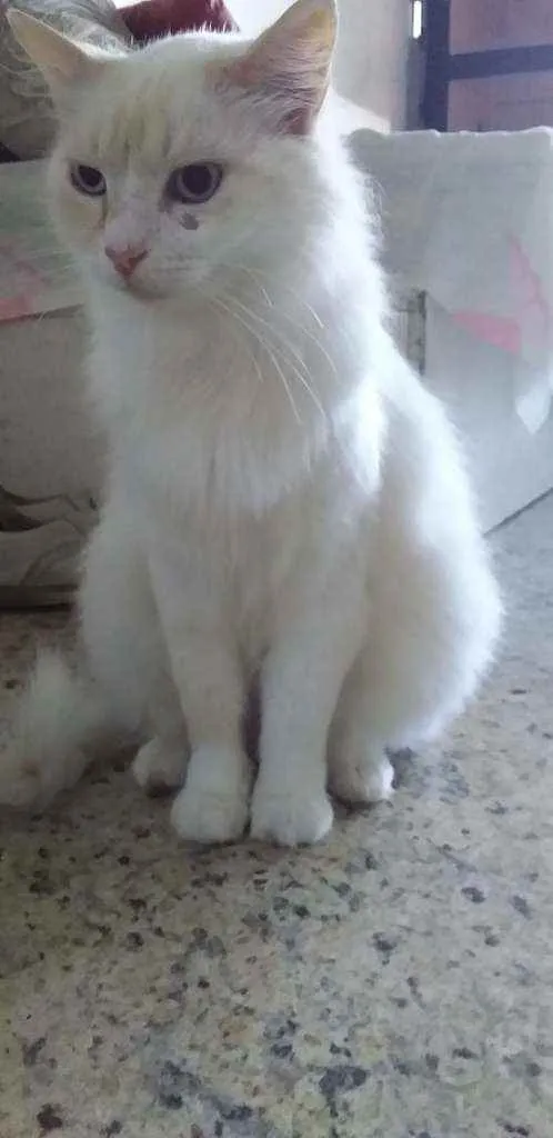 Gato raça  idade 4 anos nome Mimi