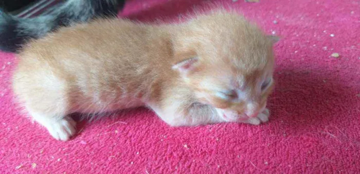 Gato ra a Indefinido  idade Abaixo de 2 meses nome Garfield