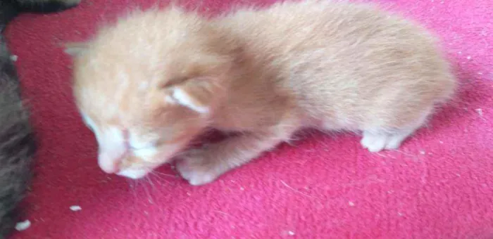 Gato ra a Indefinido  idade Abaixo de 2 meses nome Garfield