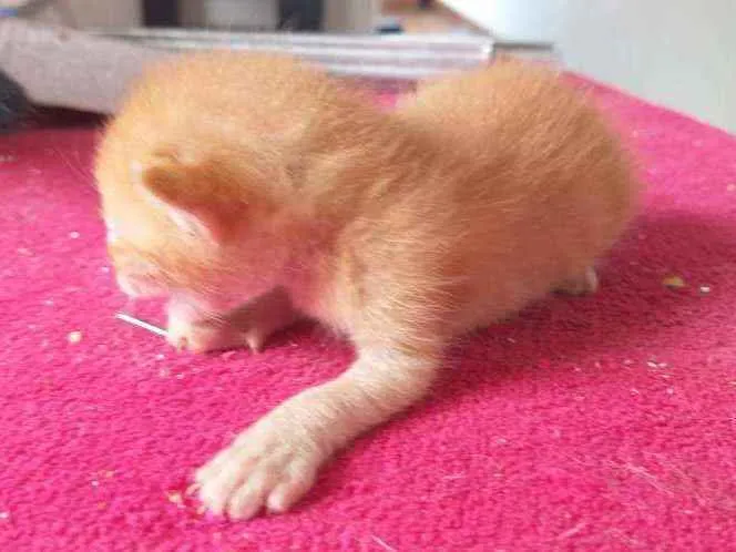 Gato ra a Indefinido  idade Abaixo de 2 meses nome Garfield