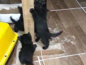 Gato raça Indefinido  idade 2 a 6 meses nome Pretinhos