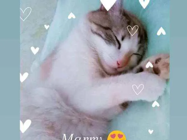 Gato ra a Persa com Angorá  idade 7 a 11 meses nome Marry Guedes