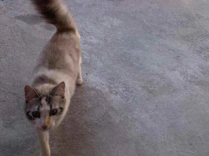 Gato ra a Persa com Angorá  idade 7 a 11 meses nome Marry Guedes