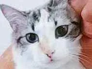 Gato ra a Persa com Angorá  idade 7 a 11 meses nome Marry Guedes