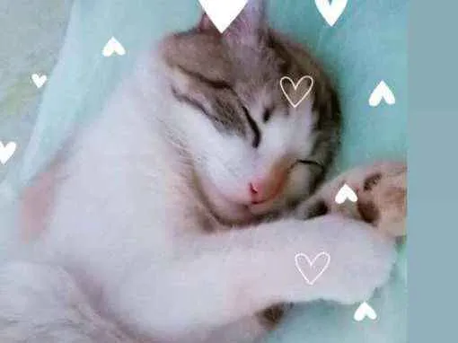 Gato ra a Persa com Angorá  idade 7 a 11 meses nome Marry Guedes