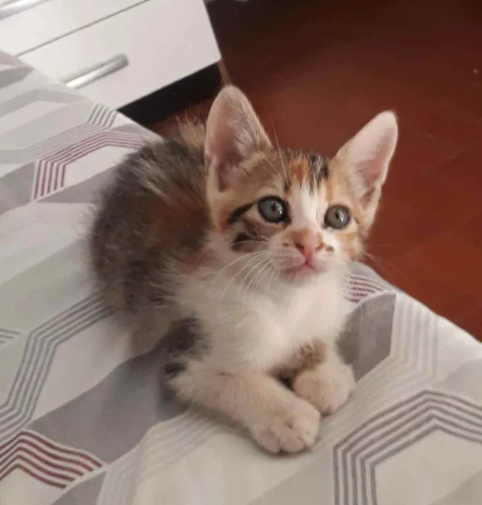 Gato ra a Indefinido idade Abaixo de 2 meses nome Sem nome