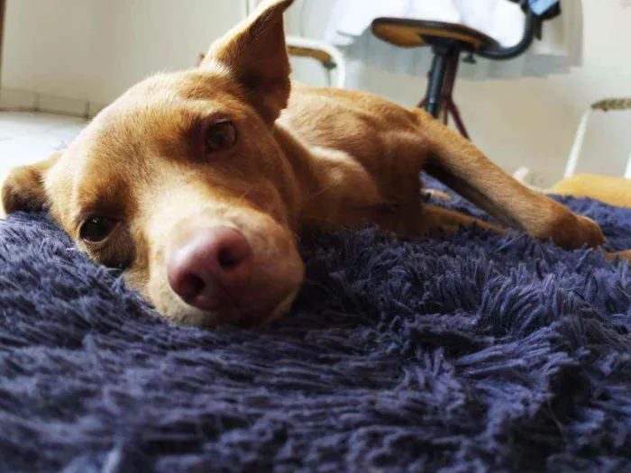 Cachorro ra a Vira lata idade 3 anos nome Kedi