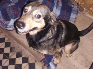 Cachorro raça SRD idade 1 ano nome Boneca