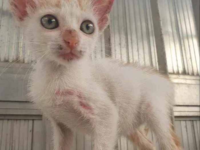 Gato ra a SRD idade 2 a 6 meses nome Zara