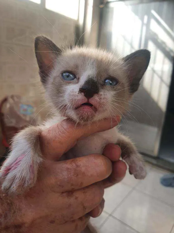 Gato ra a SRD idade Abaixo de 2 meses nome Dinho