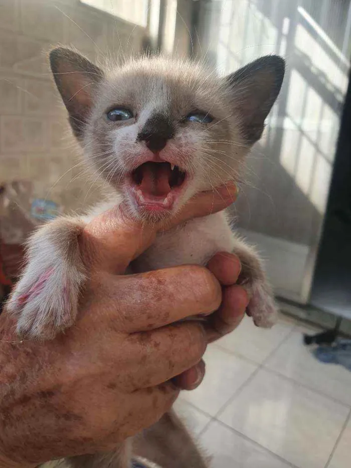 Gato ra a SRD idade Abaixo de 2 meses nome Dinho