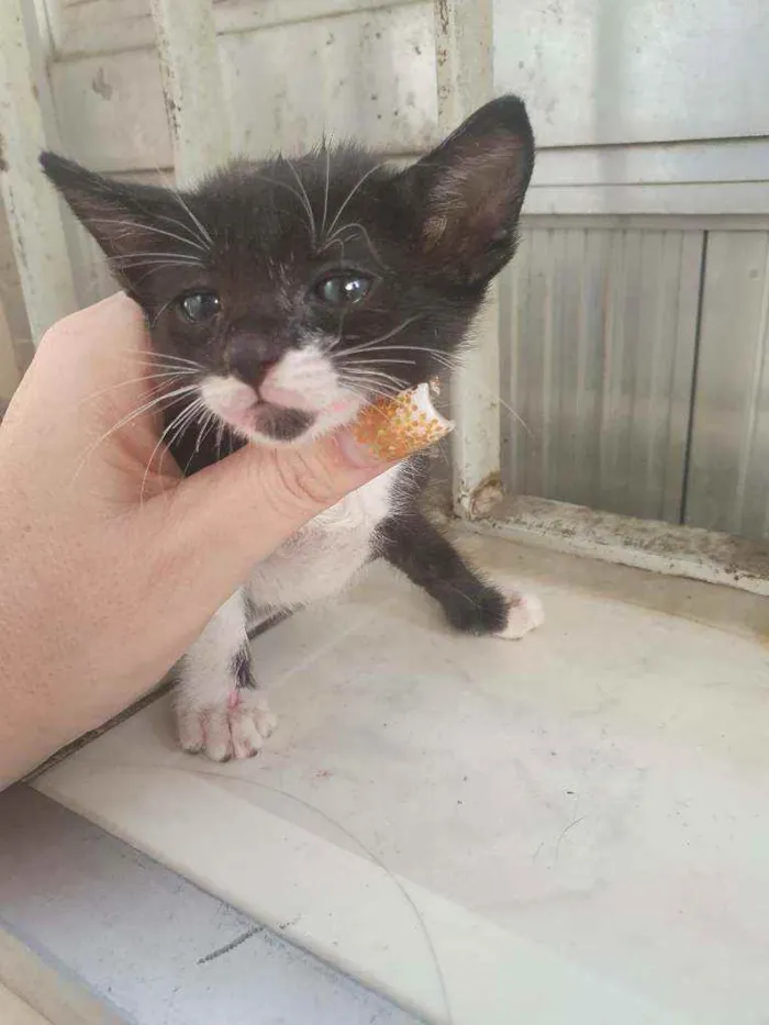 Gato ra a SRD idade Abaixo de 2 meses nome Peter