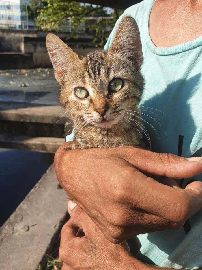 Gato ra a SRD idade 2 a 6 meses nome Nona