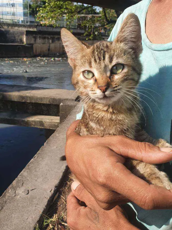 Gato ra a SRD idade 2 a 6 meses nome Nona
