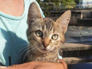 Gato raça SRD idade 2 a 6 meses nome Nona