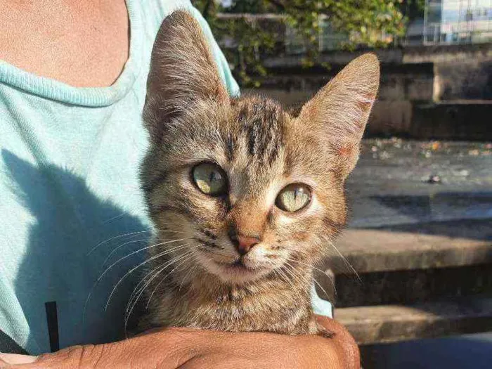 Gato ra a SRD idade 2 a 6 meses nome Nona
