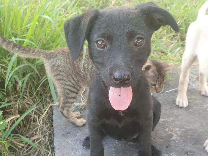 Cachorro ra a SRD idade 2 a 6 meses nome Zara