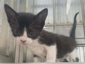 Gato raça SRD idade Abaixo de 2 meses nome Peter