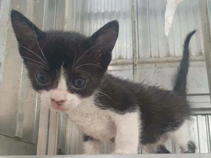 Gato ra a SRD idade Abaixo de 2 meses nome Peter