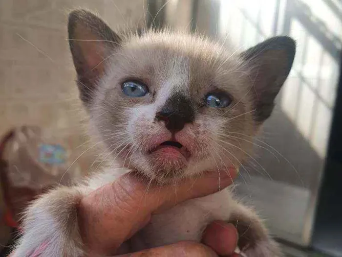 Gato ra a SRD idade Abaixo de 2 meses nome Dinho