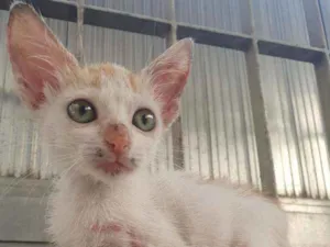 Gato raça SRD idade 2 a 6 meses nome Zara