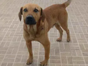 Cachorro raça SRD idade 1 ano nome Nick