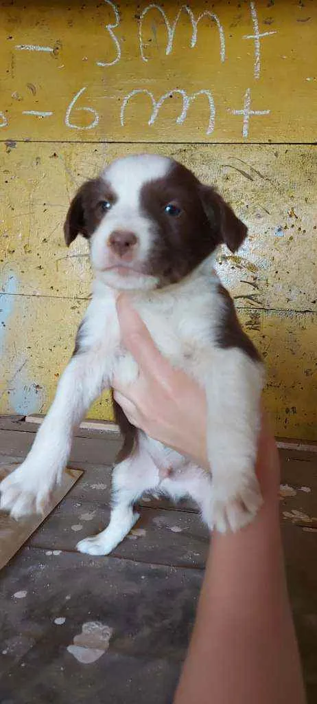 Cachorro ra a Srd idade Abaixo de 2 meses nome Filhotinhos