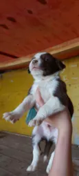 Filhotinhos