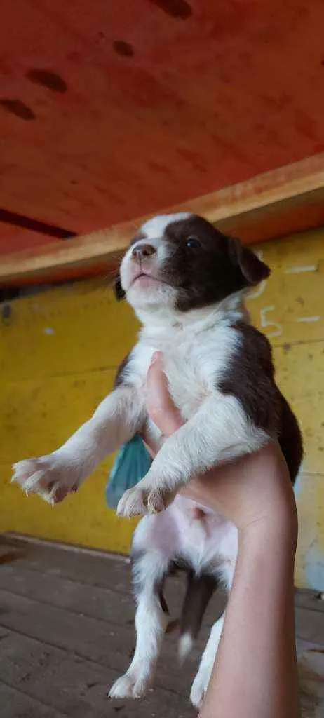 Cachorro ra a Srd idade Abaixo de 2 meses nome Filhotinhos