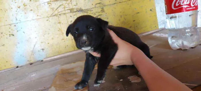 Cachorro ra a Srd idade Abaixo de 2 meses nome Filhotinhos