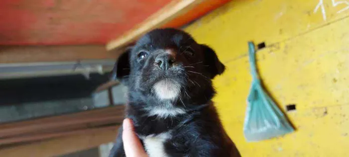 Cachorro ra a Srd idade Abaixo de 2 meses nome Filhotinhos