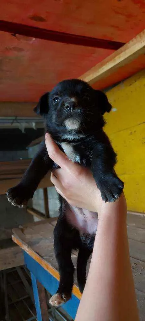 Cachorro ra a Srd idade Abaixo de 2 meses nome Filhotinhos