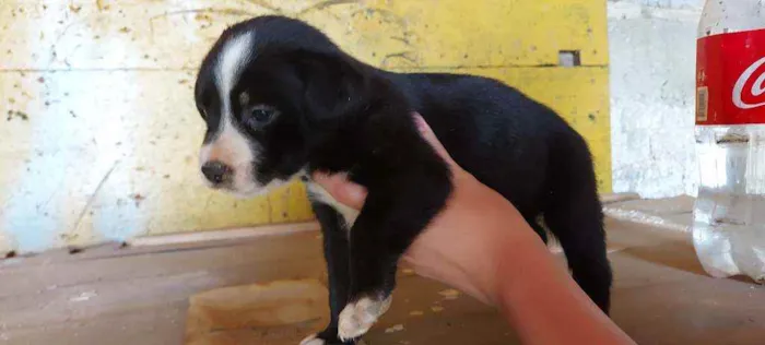 Cachorro ra a Srd idade Abaixo de 2 meses nome Filhotinhos