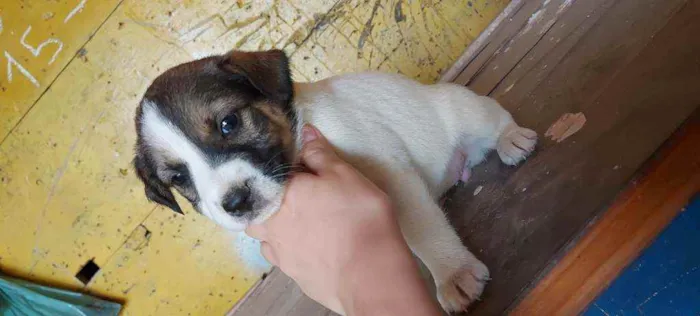 Cachorro ra a Srd idade Abaixo de 2 meses nome Filhotinhos