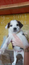 Filhotinhos