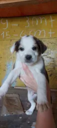 Filhotinhos