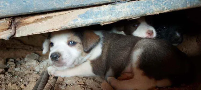 Cachorro ra a Srd idade Abaixo de 2 meses nome Filhotinhos