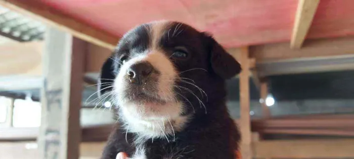 Cachorro ra a Srd idade Abaixo de 2 meses nome Filhotinhos