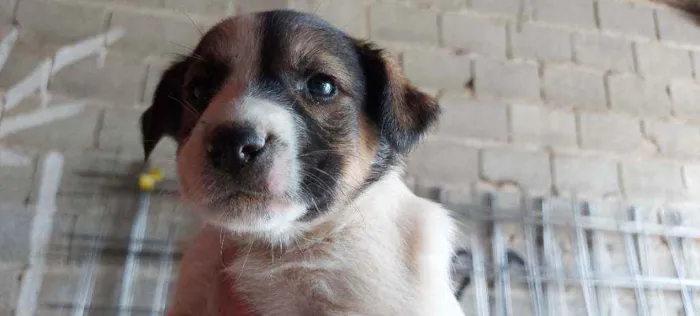 Cachorro ra a Srd idade Abaixo de 2 meses nome Filhotinhos