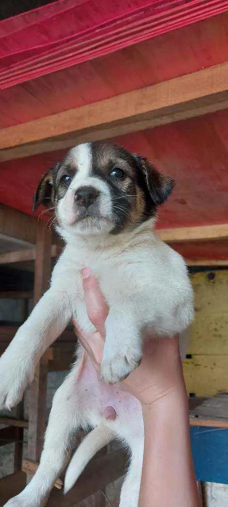 Cachorro ra a Srd idade Abaixo de 2 meses nome Filhotinhos