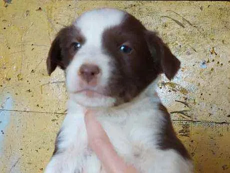 Cachorro ra a Srd idade Abaixo de 2 meses nome Filhotinhos