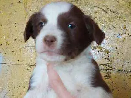 Cachorro ra a Srd idade Abaixo de 2 meses nome Filhotinhos