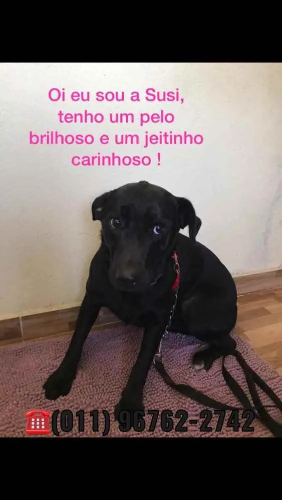 Cachorro ra a SRD idade 1 ano nome Nomes na foto