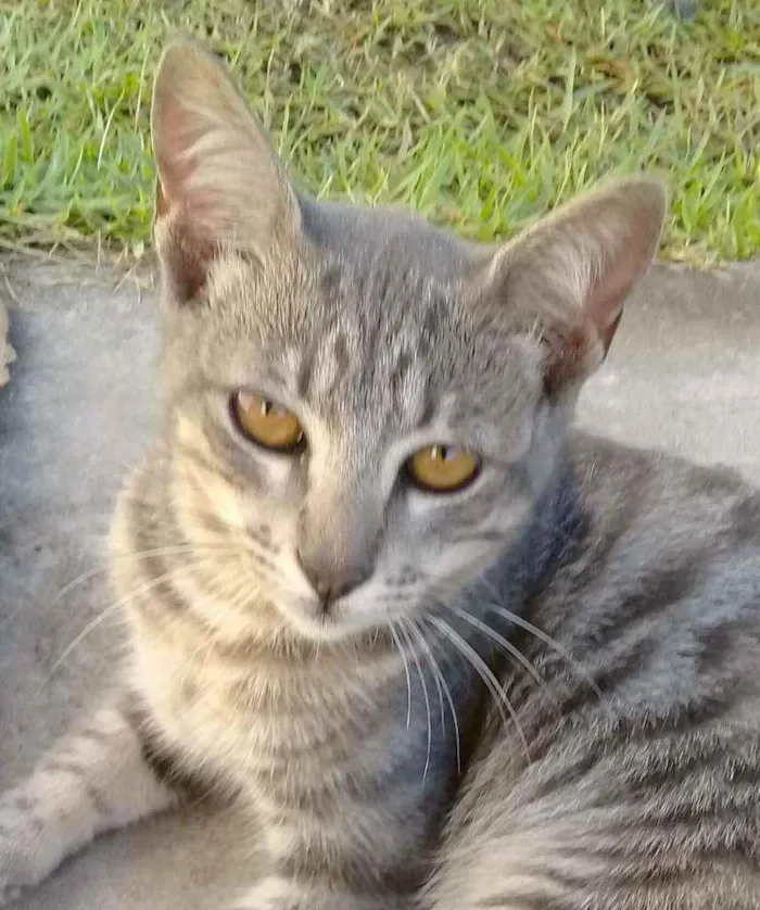 Gato ra a Rnd idade Abaixo de 2 meses nome Não tem