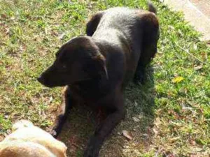 Cachorro raça SRD idade 2 anos nome Pretinho
