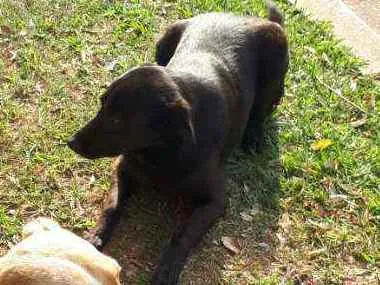 Cachorro ra a SRD idade 2 anos nome Pretinho